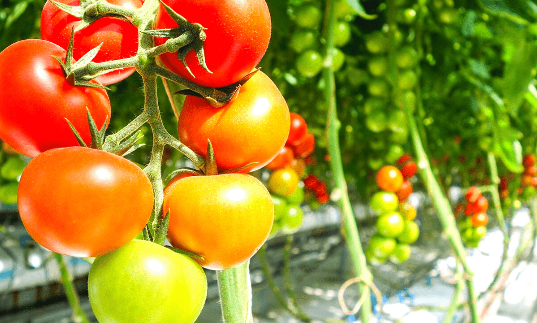 Agroecología: Una oportunidad para la Soberanía Alimentaria
