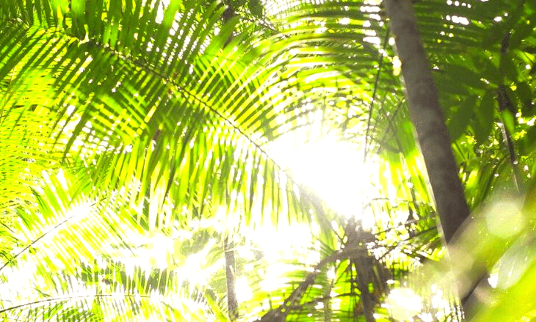 Bosques Tropicales: Proveedores de riqueza infinita